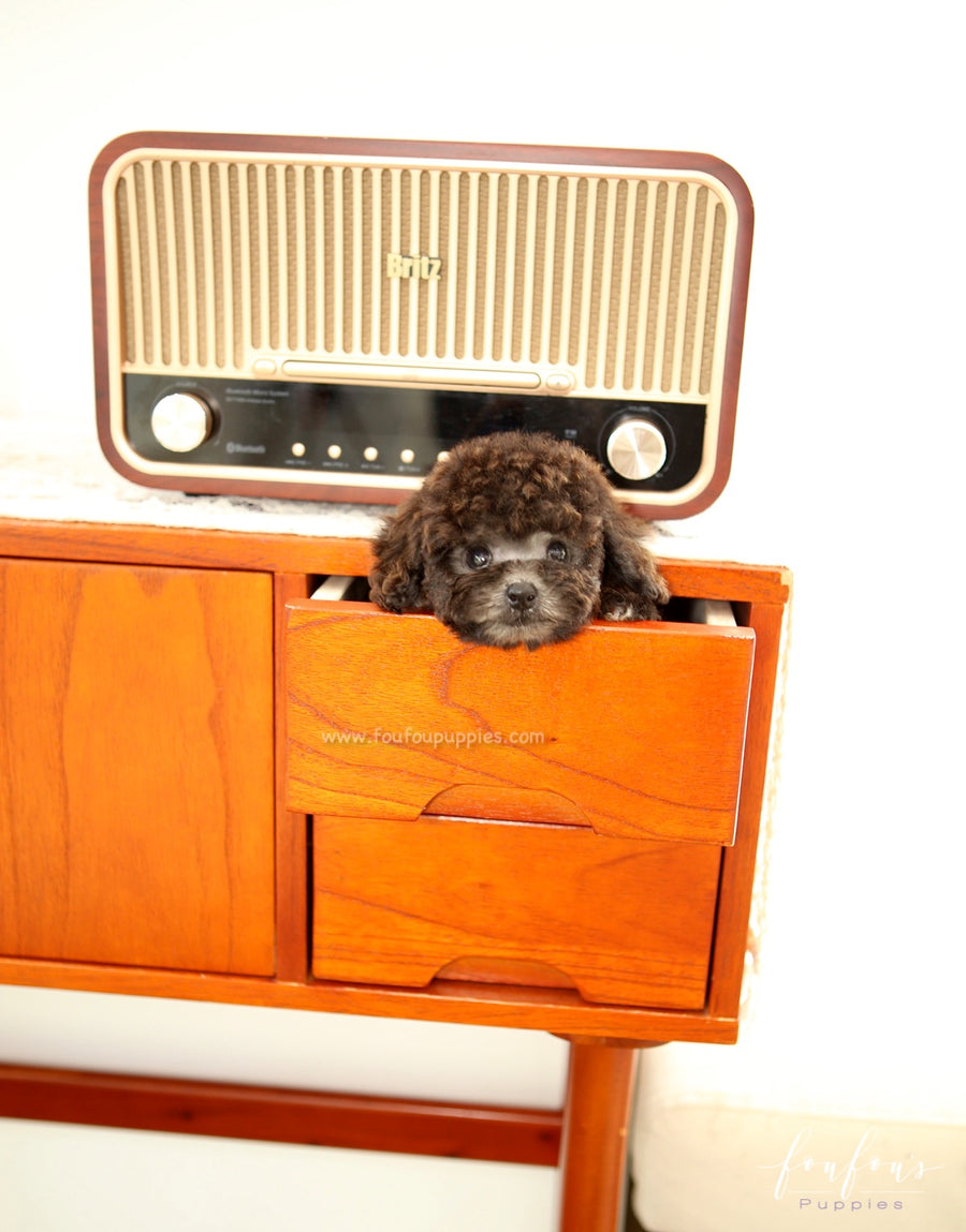 Hershey - Poodle M.