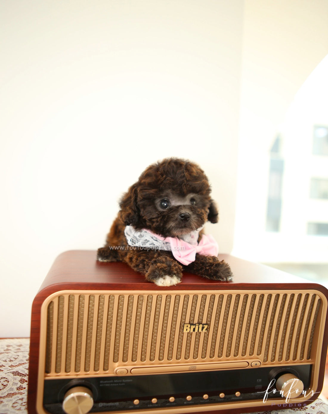 Hershey - Poodle M.
