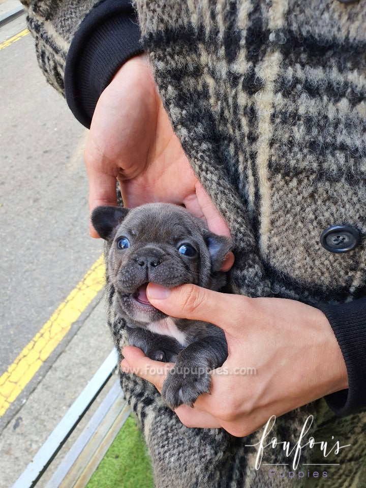 Nala - French Bulldog