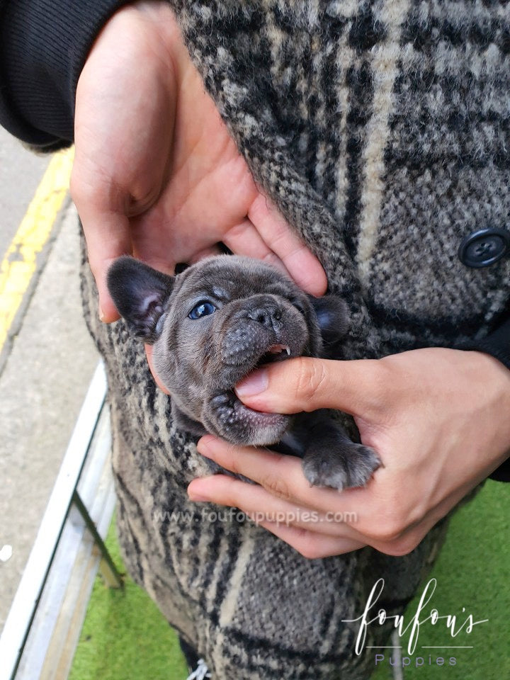 Nala - French Bulldog