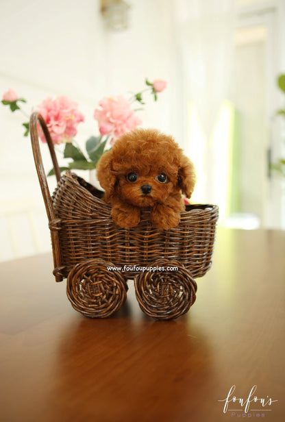 Teddy - Poodle M.