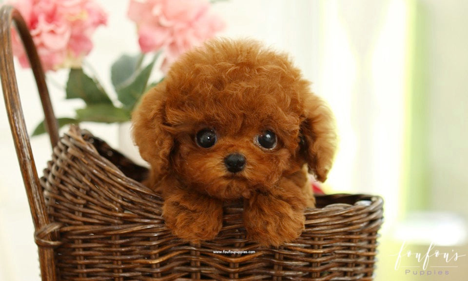 Teddy - Poodle M.