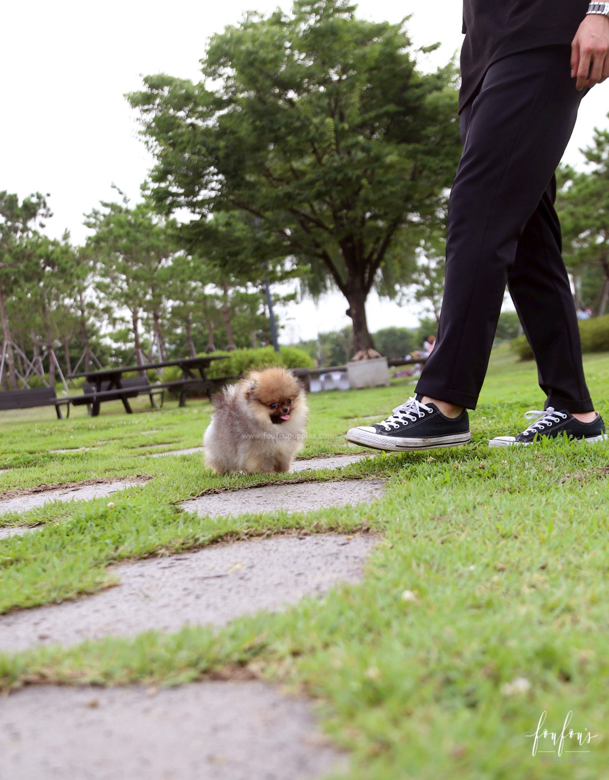 Jake - Pomeranian M.