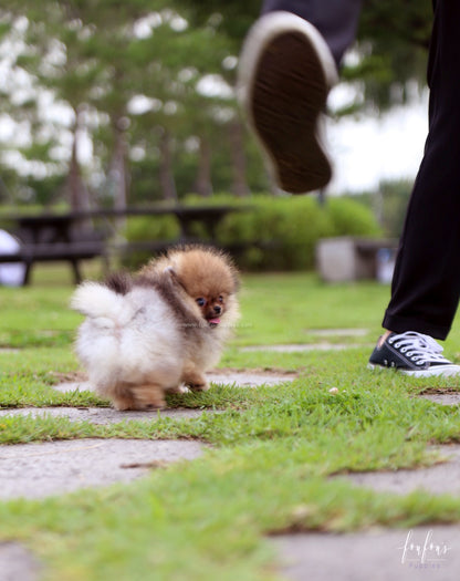 Jake - Pomeranian M.