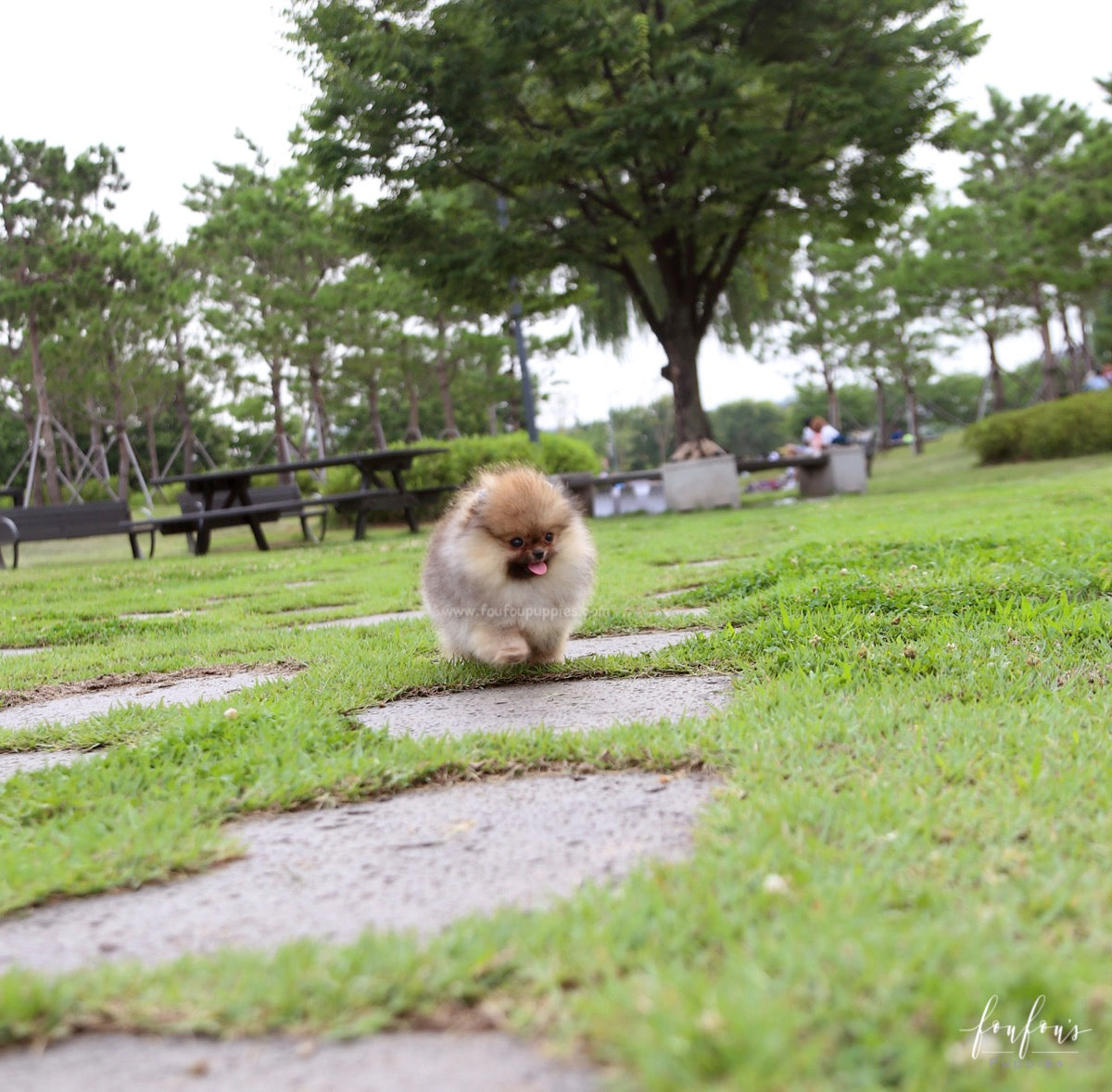 Jake - Pomeranian M.