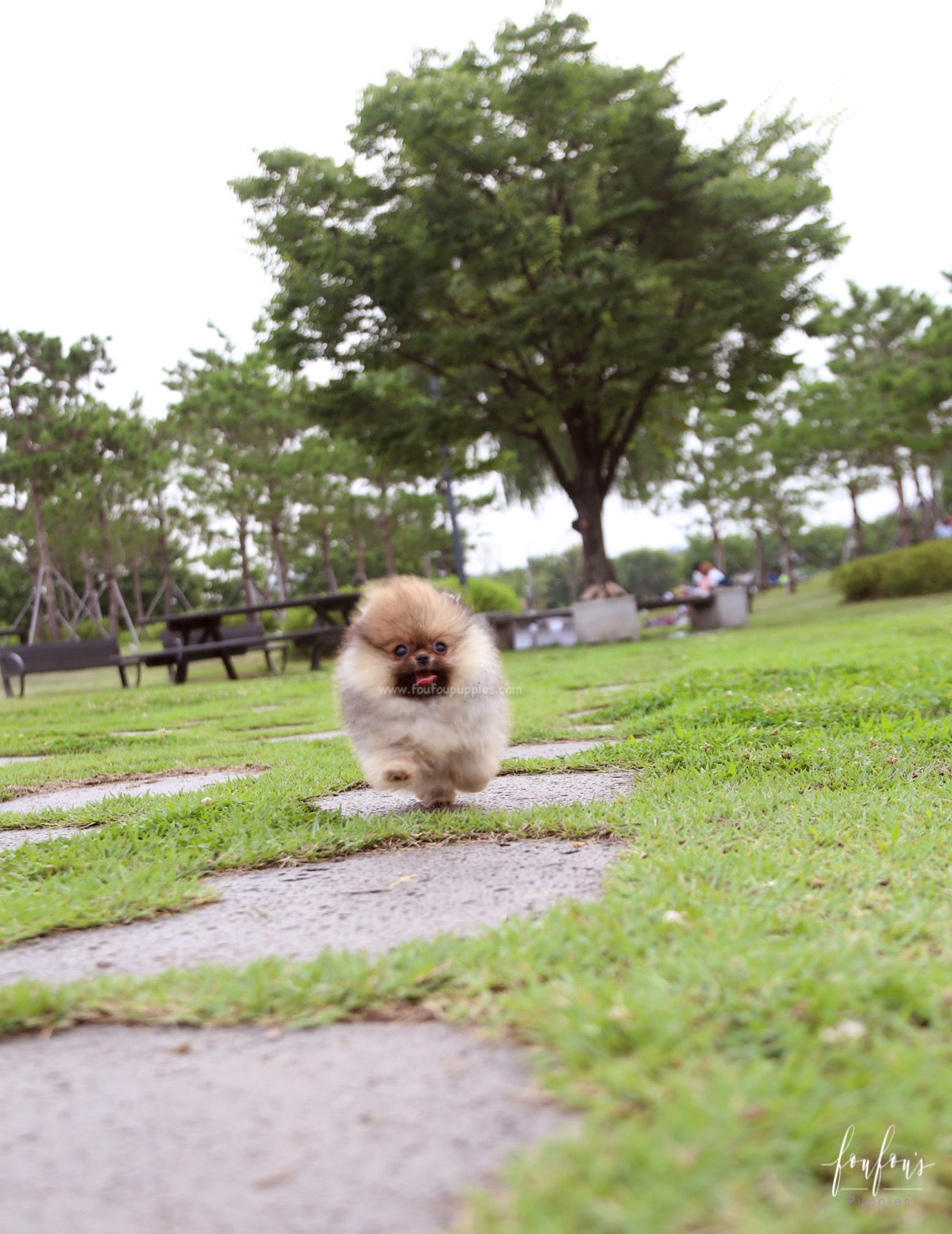 Jake - Pomeranian M.