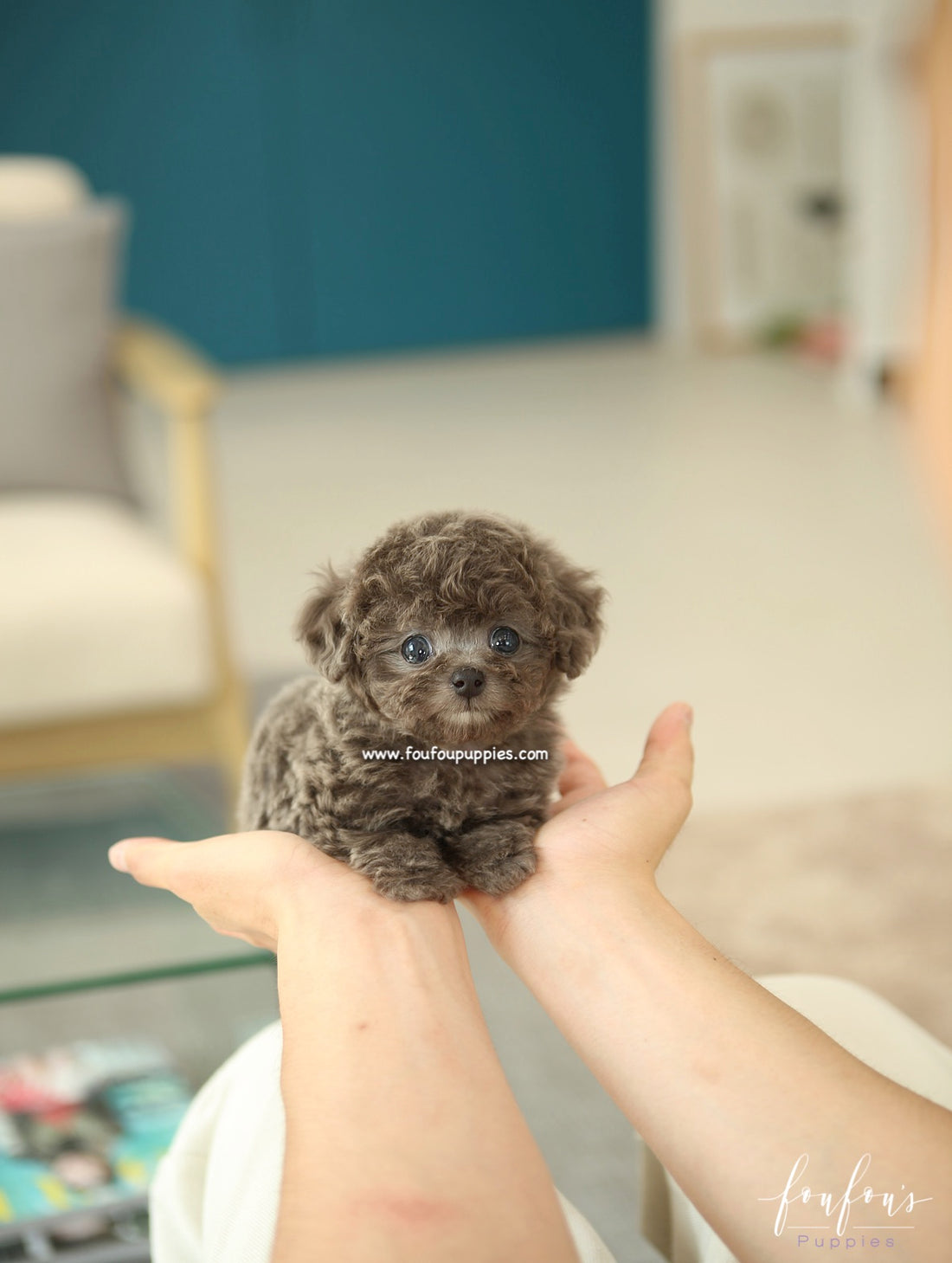 Moka - Poodle F.