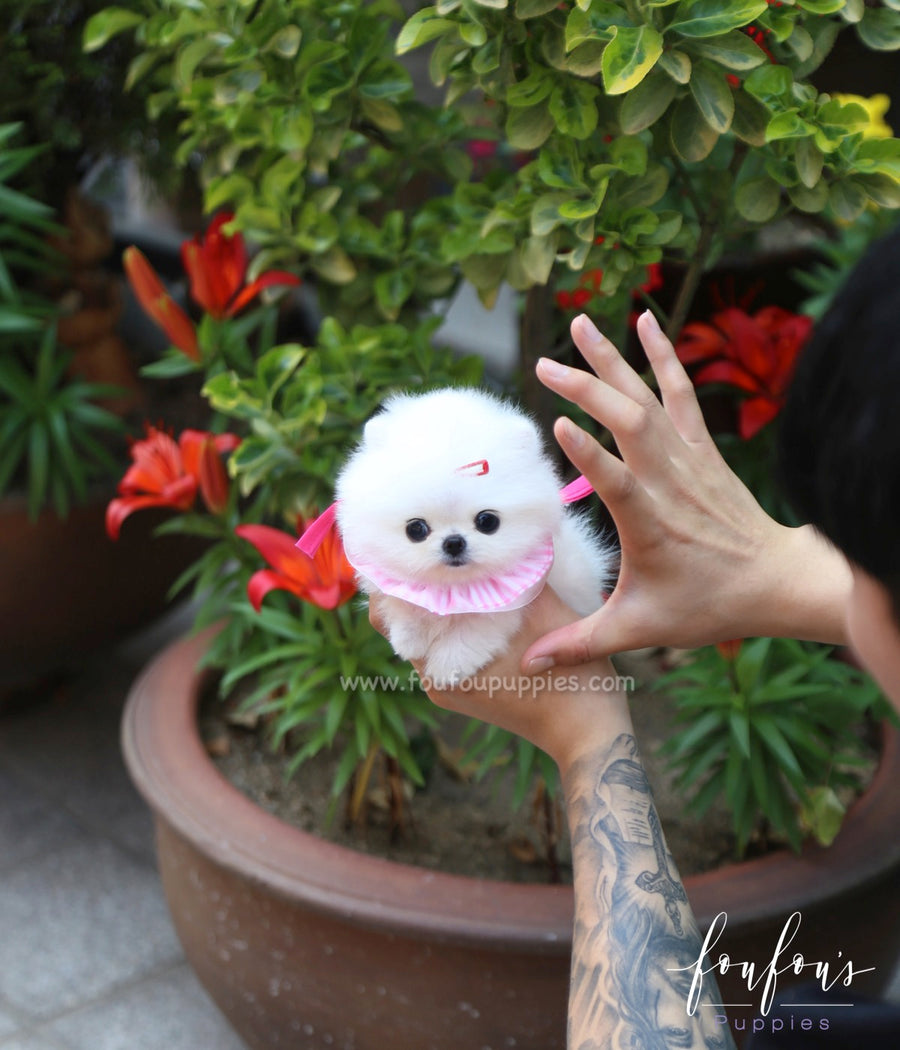 Julie - Pomeranian F.