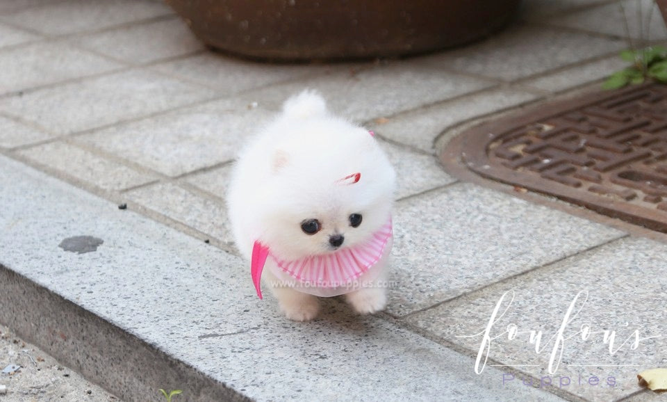 Julie - Pomeranian F.