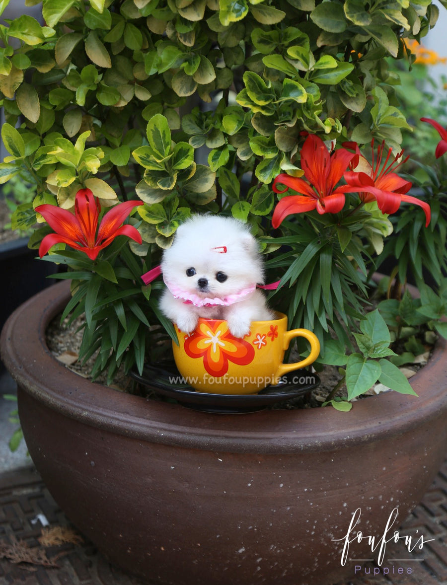 Julie - Pomeranian F.