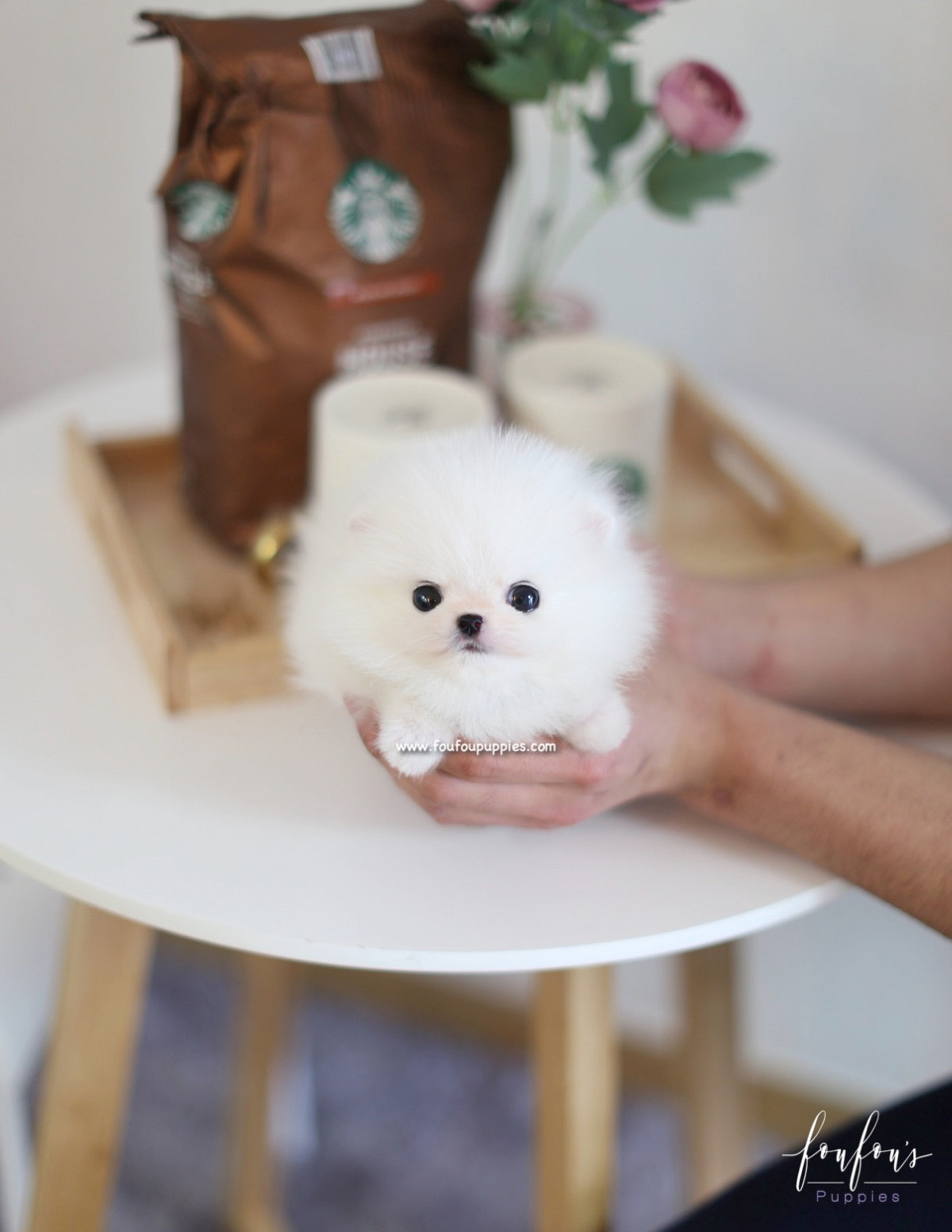 Lulu - Pomeranian F.