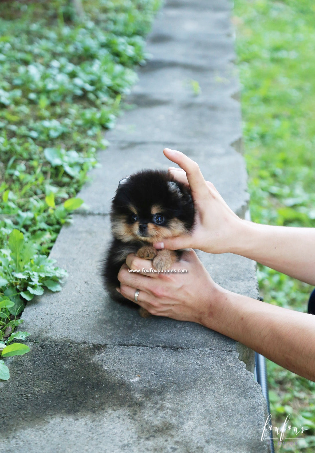 Kaluha - Pomeranian F.