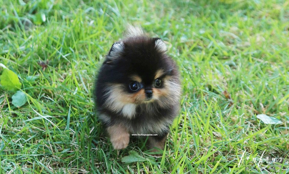 Kaluha - Pomeranian F.