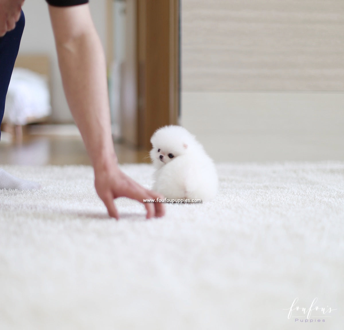 Lulu - Pomeranian F.