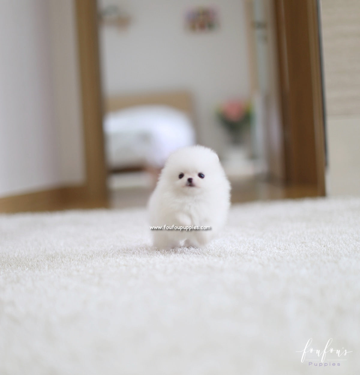 Lulu - Pomeranian F.