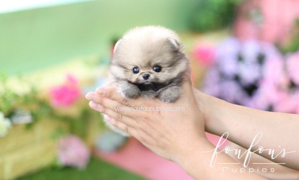 Kenzo-Pomeranian M.