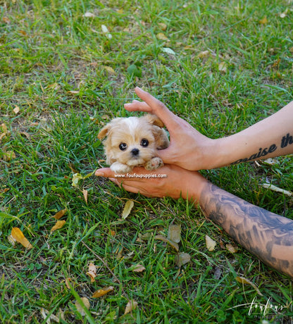 Kenzo - Maltipoo M.