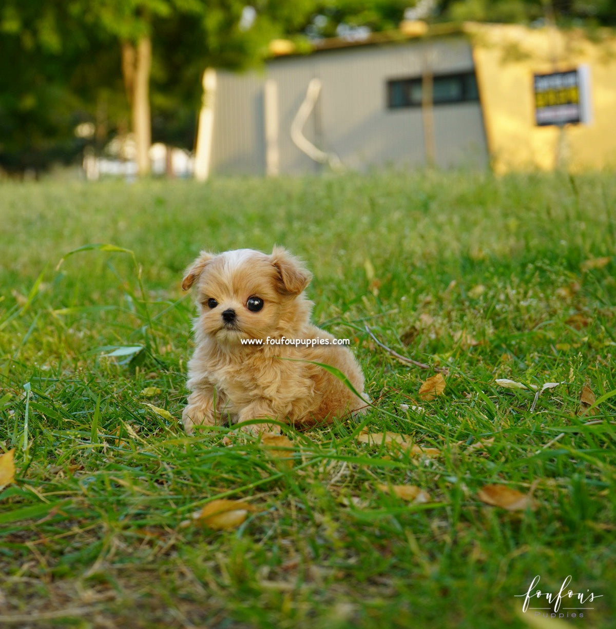 Kenzo - Maltipoo M.