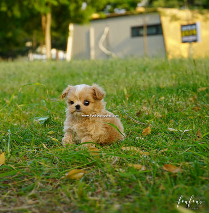 Kenzo - Maltipoo M.