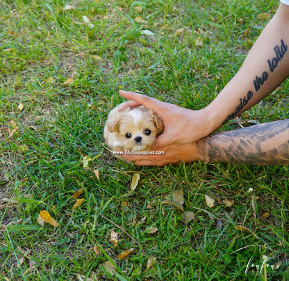 Kenzo - Maltipoo M.