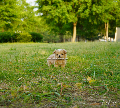 Kenzo - Maltipoo M.