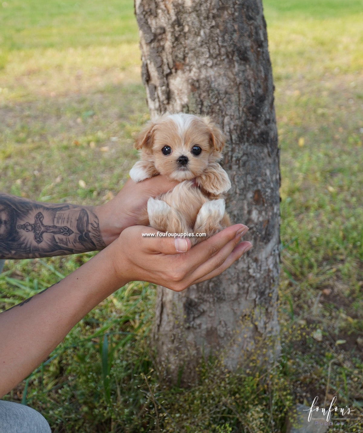 Kenzo - Maltipoo M.