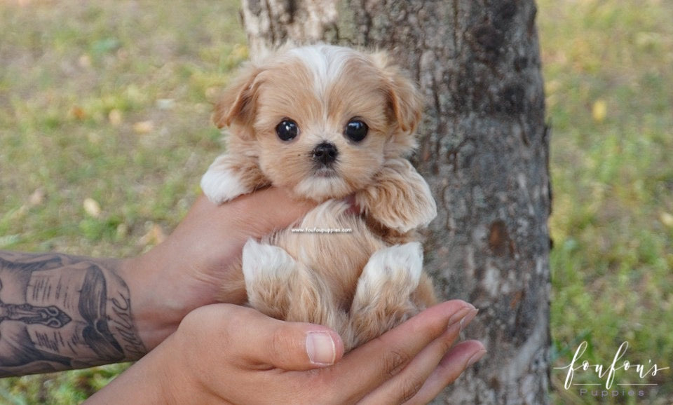 Kenzo - Maltipoo M.