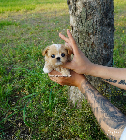 Kenzo - Maltipoo M.