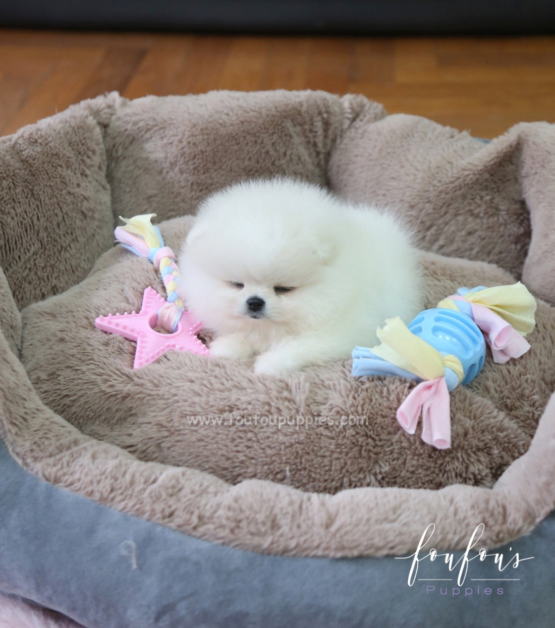 Chloe - Pomeranian F.