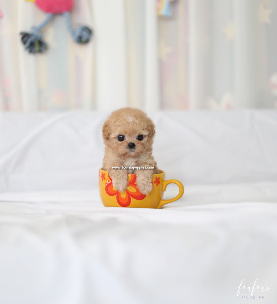 Kimbo - Maltipoo M.