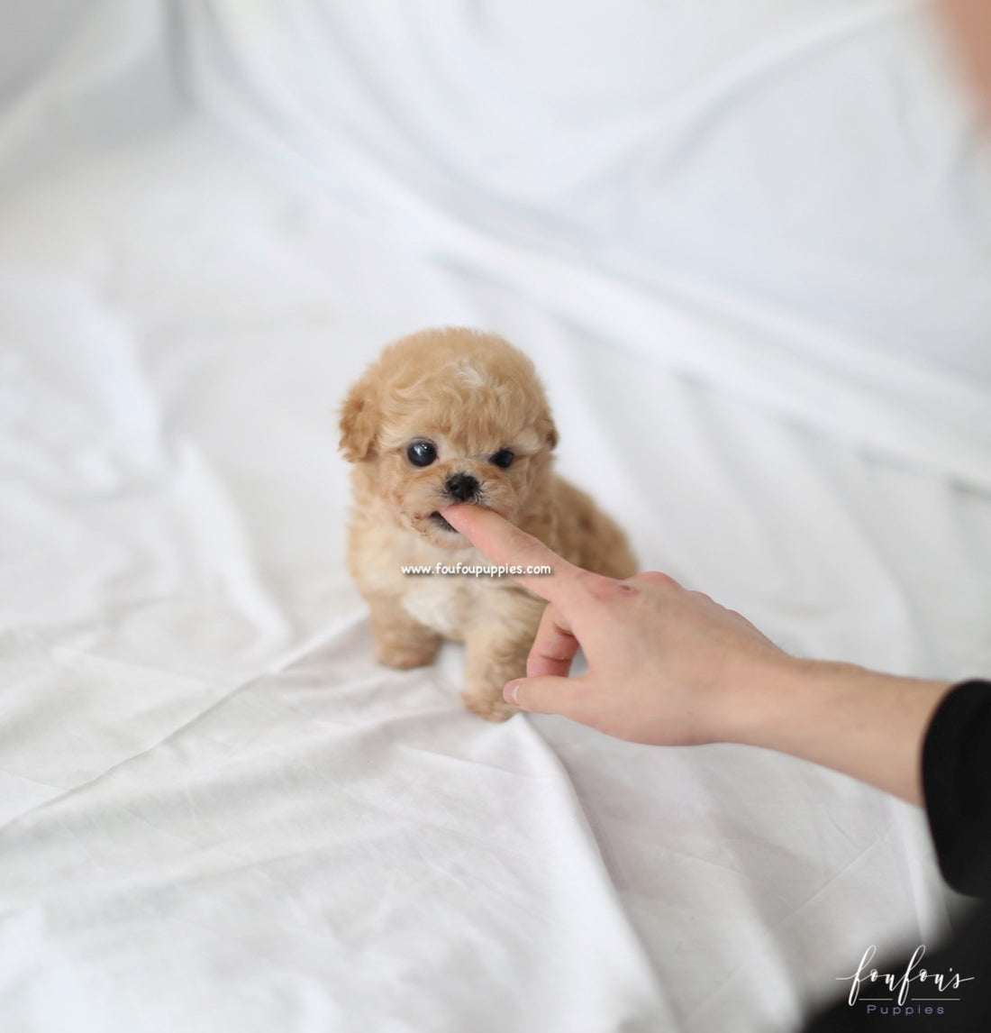 Kimbo - Maltipoo M.