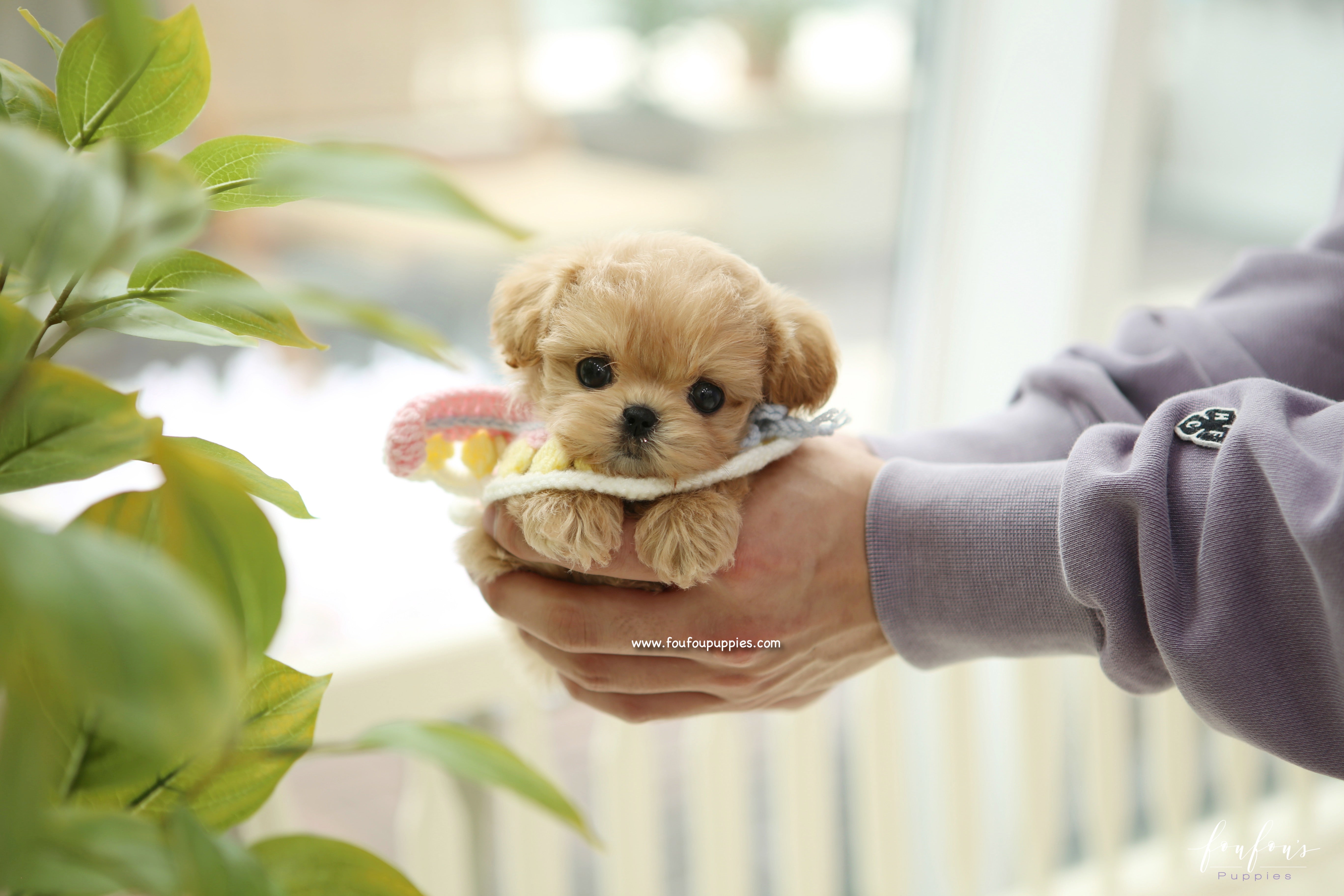 Teacup maltipoo fashion dog