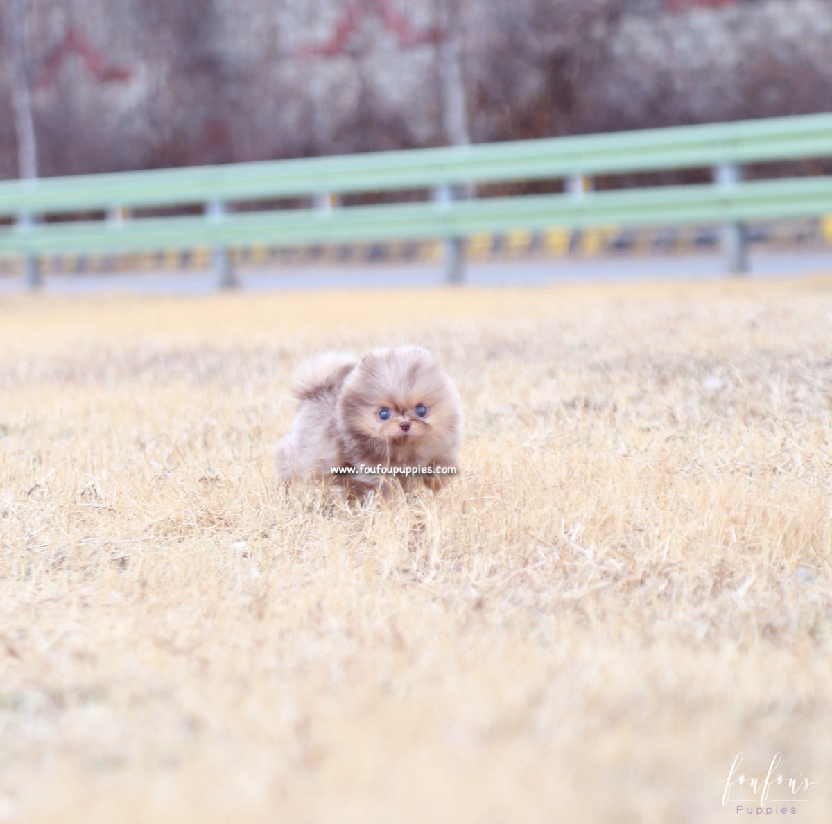 Duke - Pomeranian M.