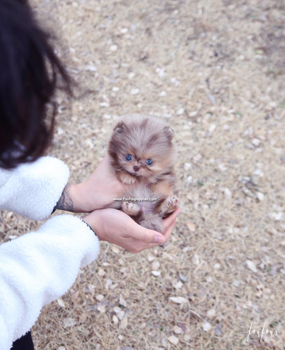 Duke - Pomeranian M.