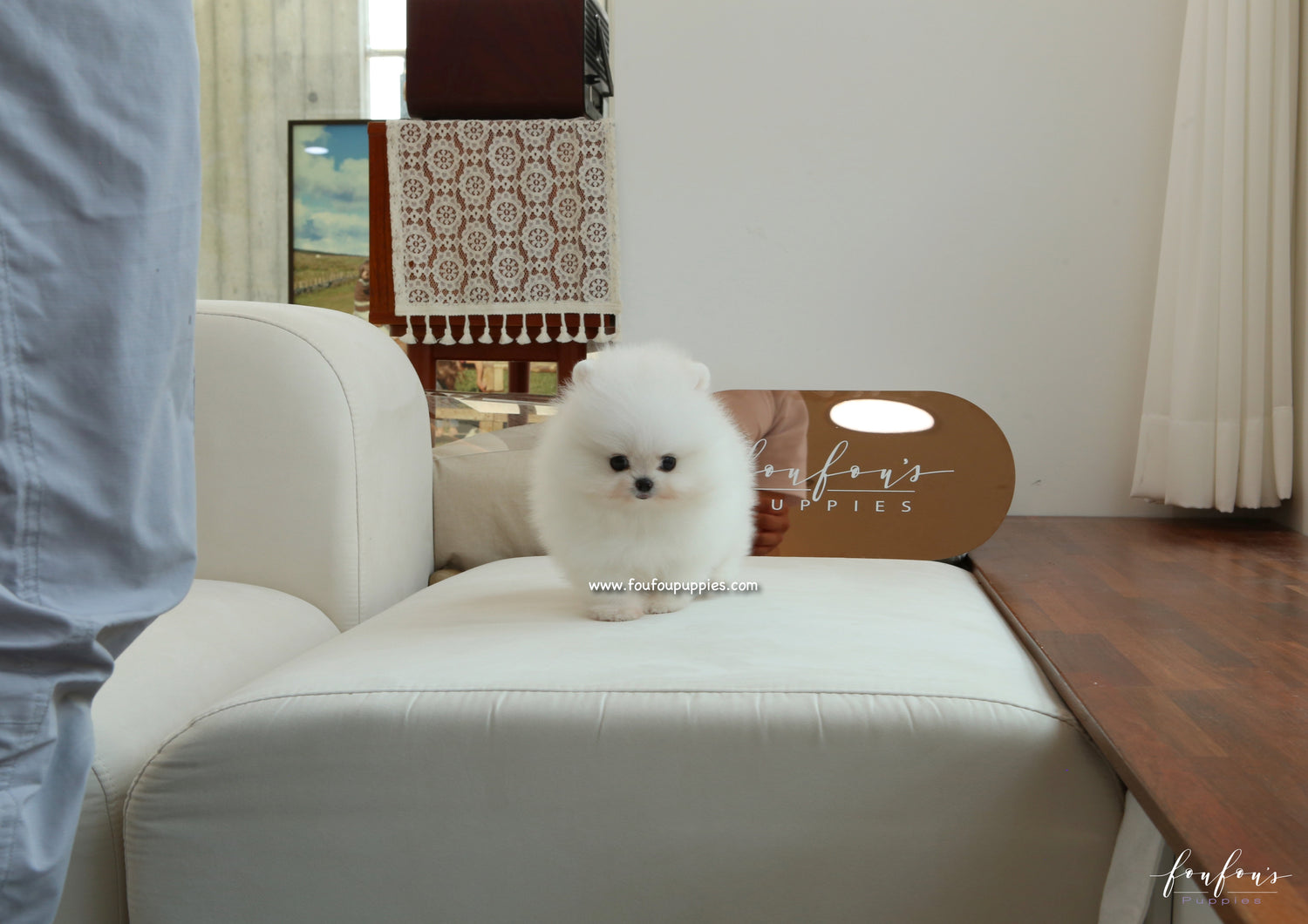 Adora - Pomeranian F.