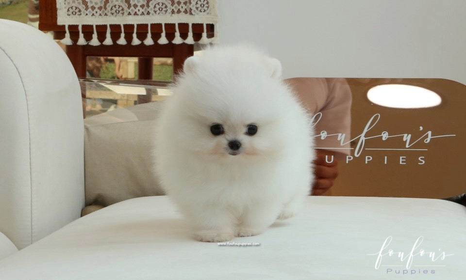 Adora - Pomeranian F.