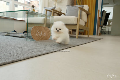 Adora - Pomeranian F.