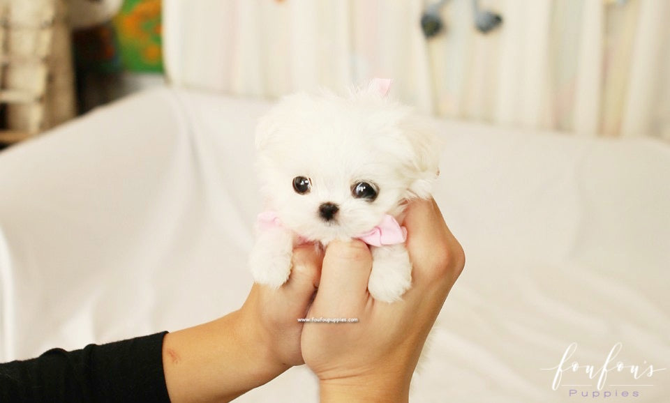 Lizzy - Maltese F.