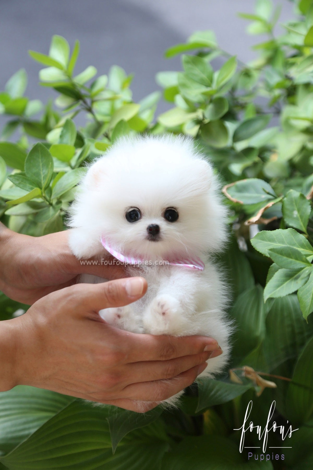 Lola - Pomeranian F.