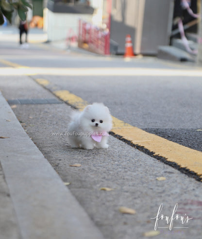 Lola - Pomeranian F.