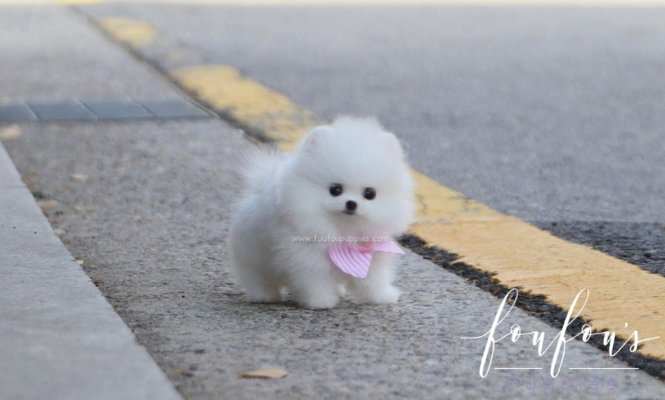 Lola - Pomeranian F.