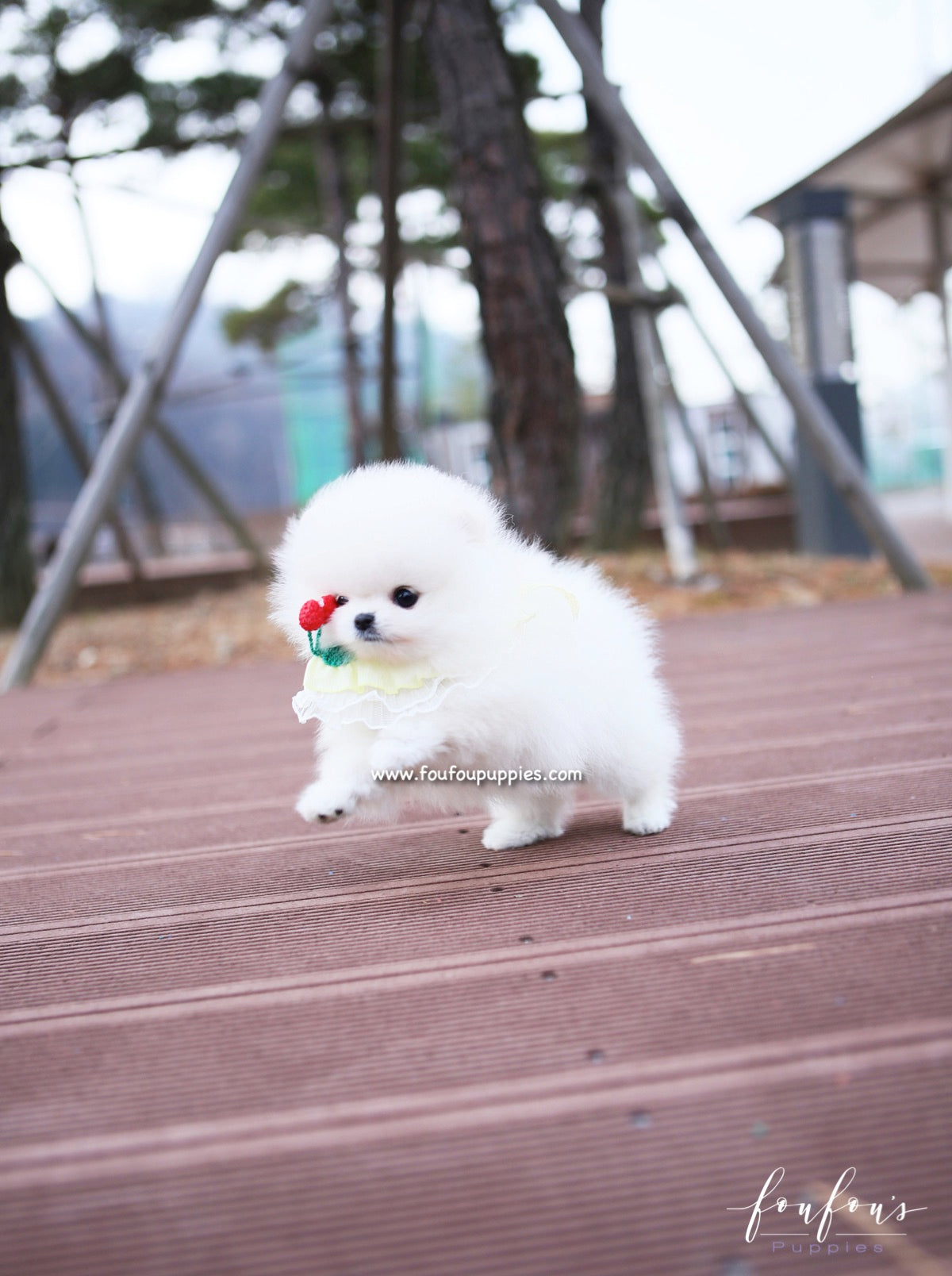 Love - Pomeranian F.