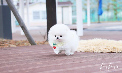 Love - Pomeranian F.