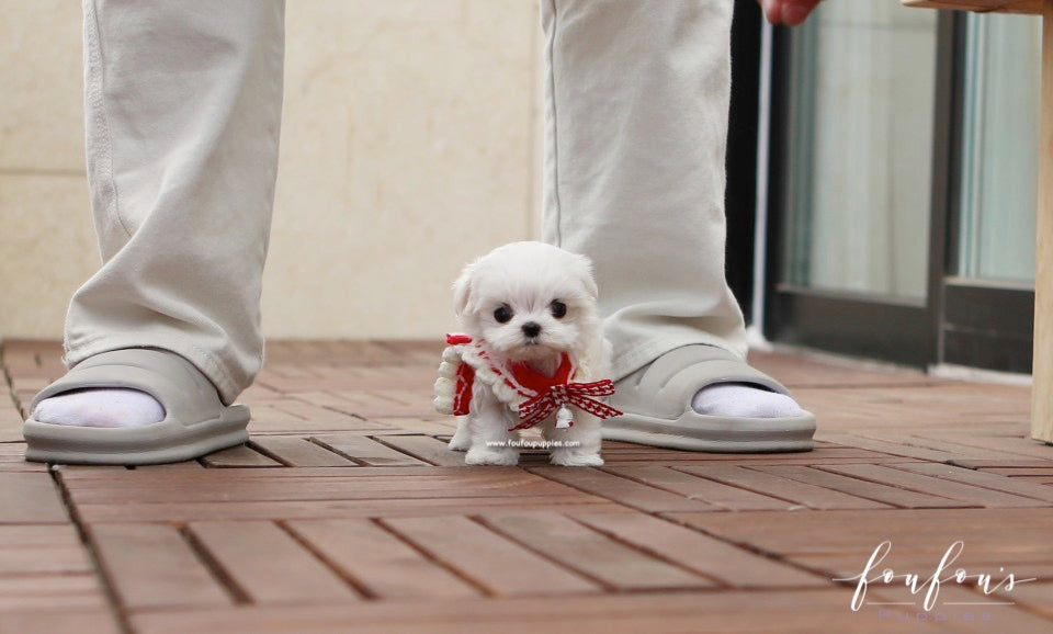 LuLu - Maltese F.