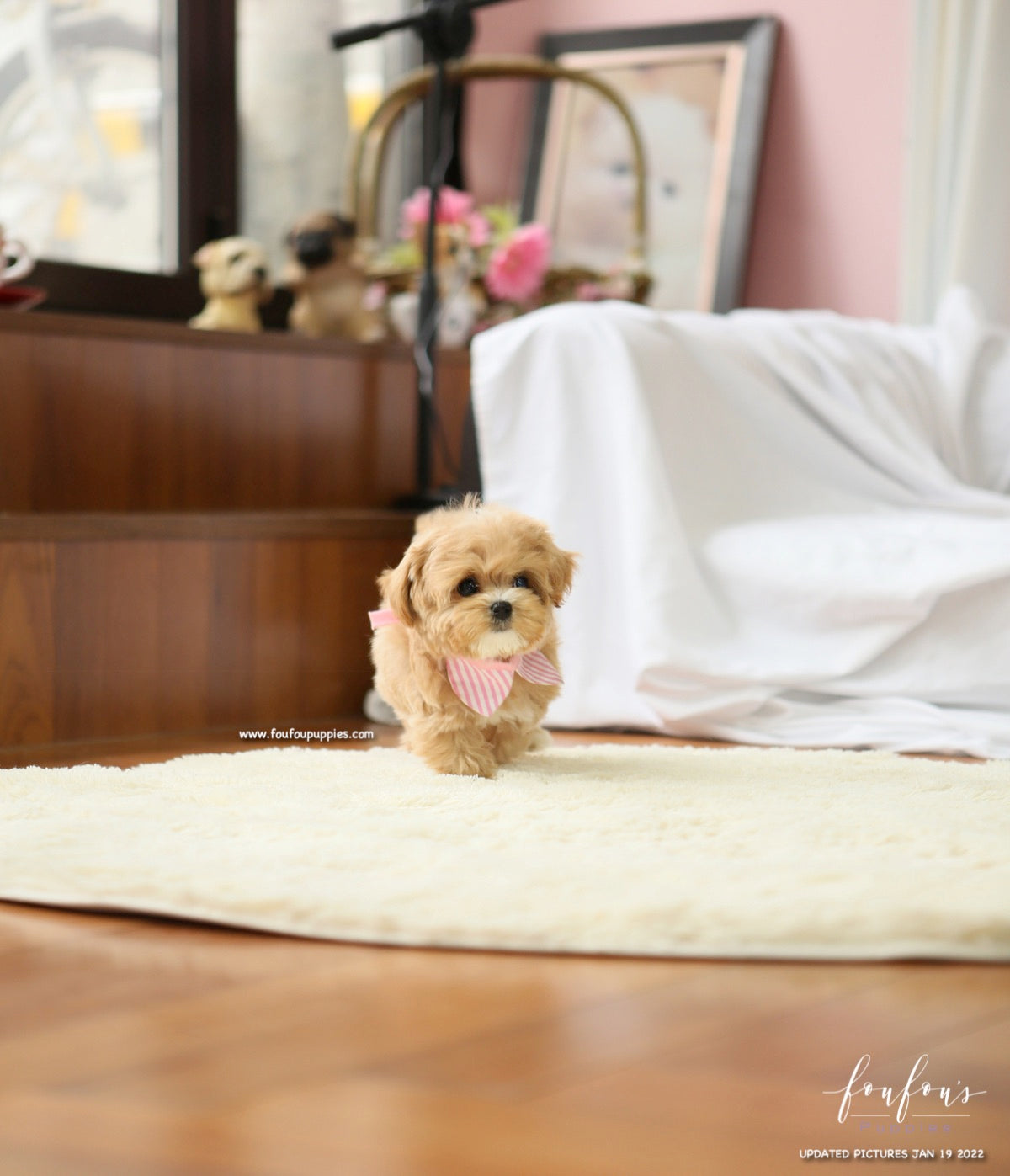 Lucille - Maltipoo F.