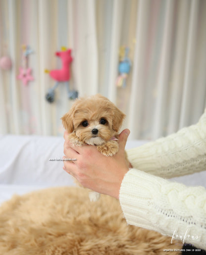 Lucille - Maltipoo F.