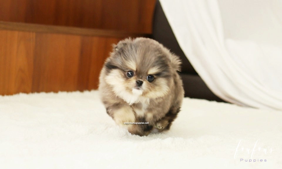 Açai - Pomeranian M.