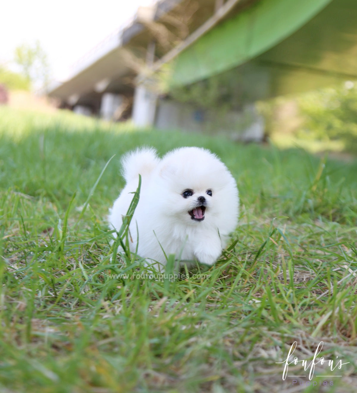 Shiloh - Pomeranian M.