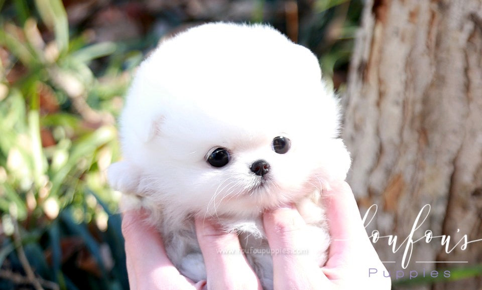 Bubbles - Pomeranian M.