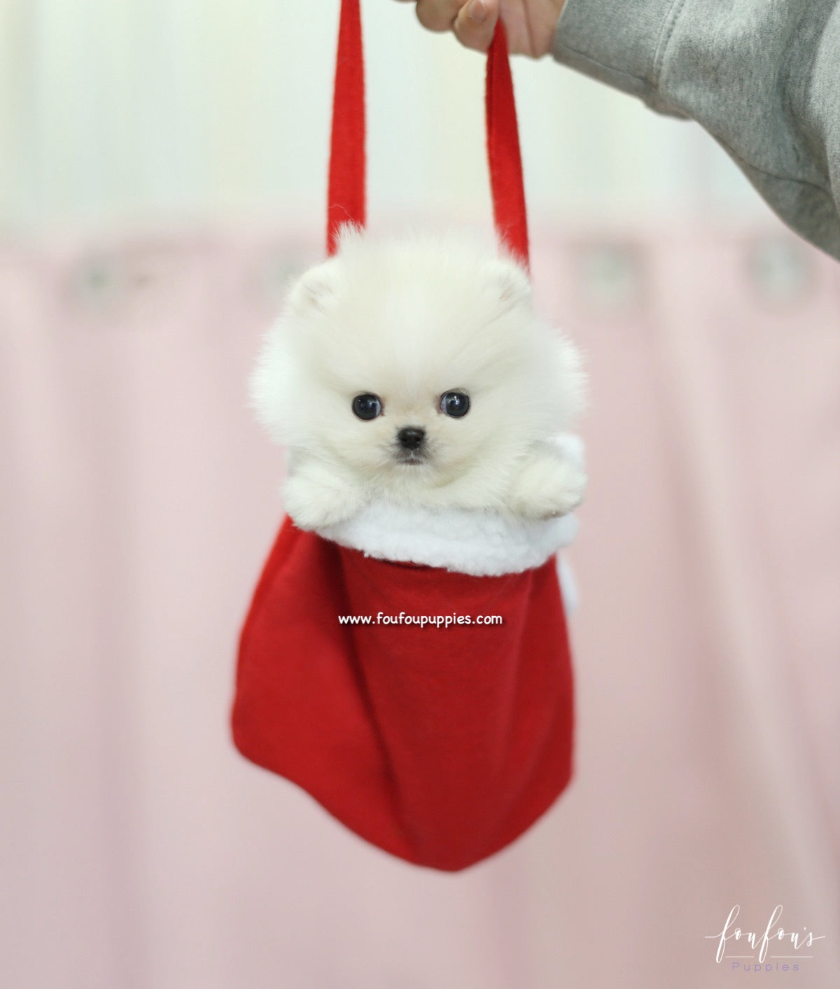 Roku - Pomeranian M.